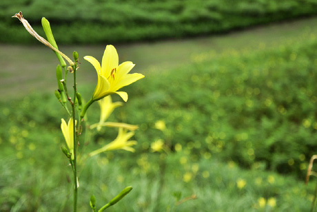 画像：船平山 ゆうすげ群生地